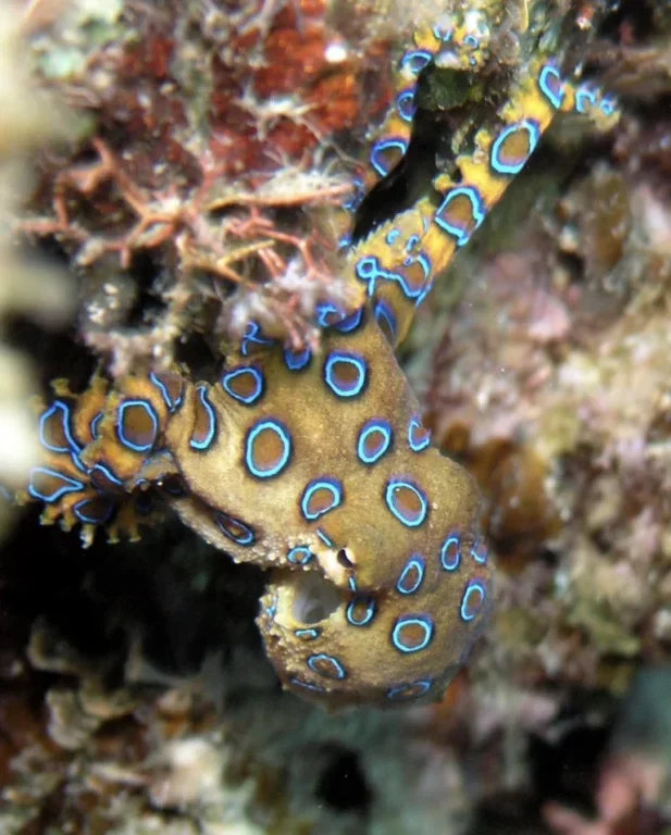 El Pulpo de Anillos Azules, El Más Venenoso