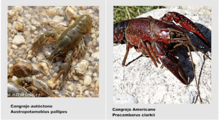 Diferencias entre el Cangrejo Rojo de Río y el Cangrejo Español