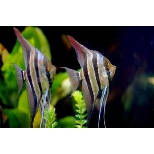 El Pez Altum o Pterophyllum altum