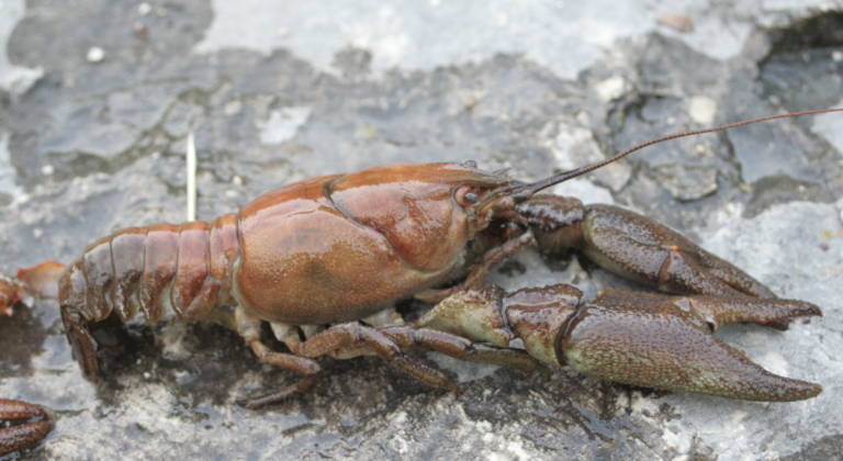 Especies de cangrejos que habitan en España