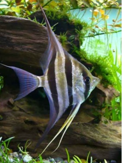 El Pez Altum o Pterophyllum altum