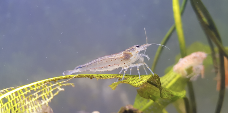 Gambas Caridinas japónicas. Informe Completo